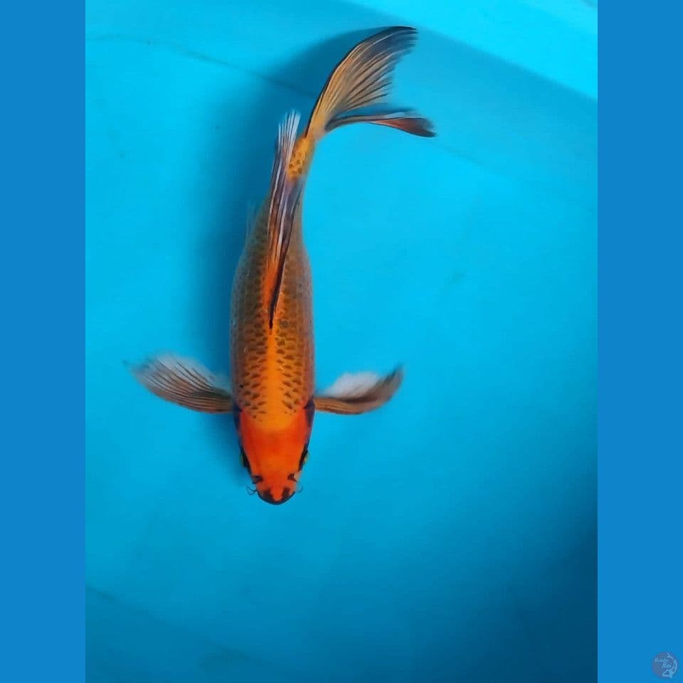 Red mukasi kumpay 40BU