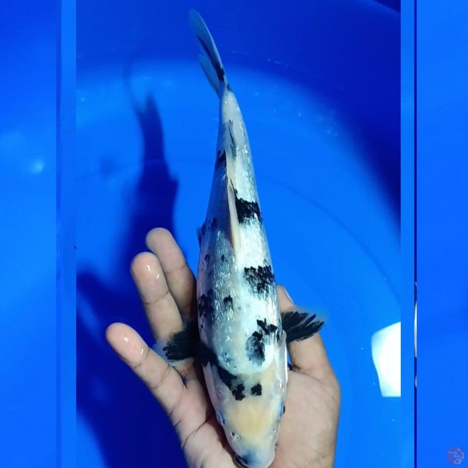 GINRIN SHIRO U30CM