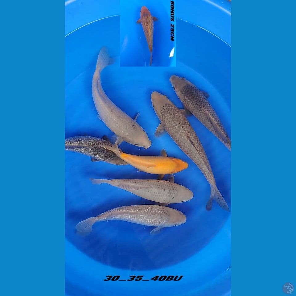 SORAMEL Mix BODY TEBAL. 7EKOR BONUS 1EKOR