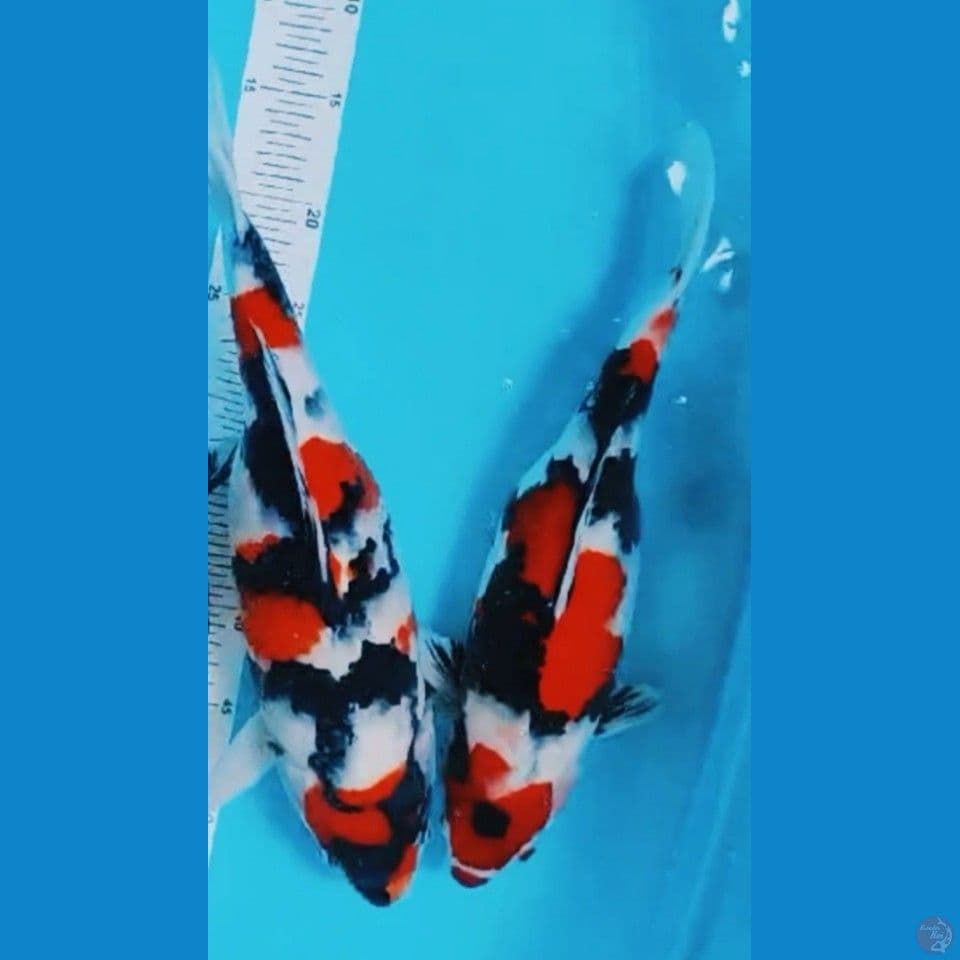 Showa 40-42 cm