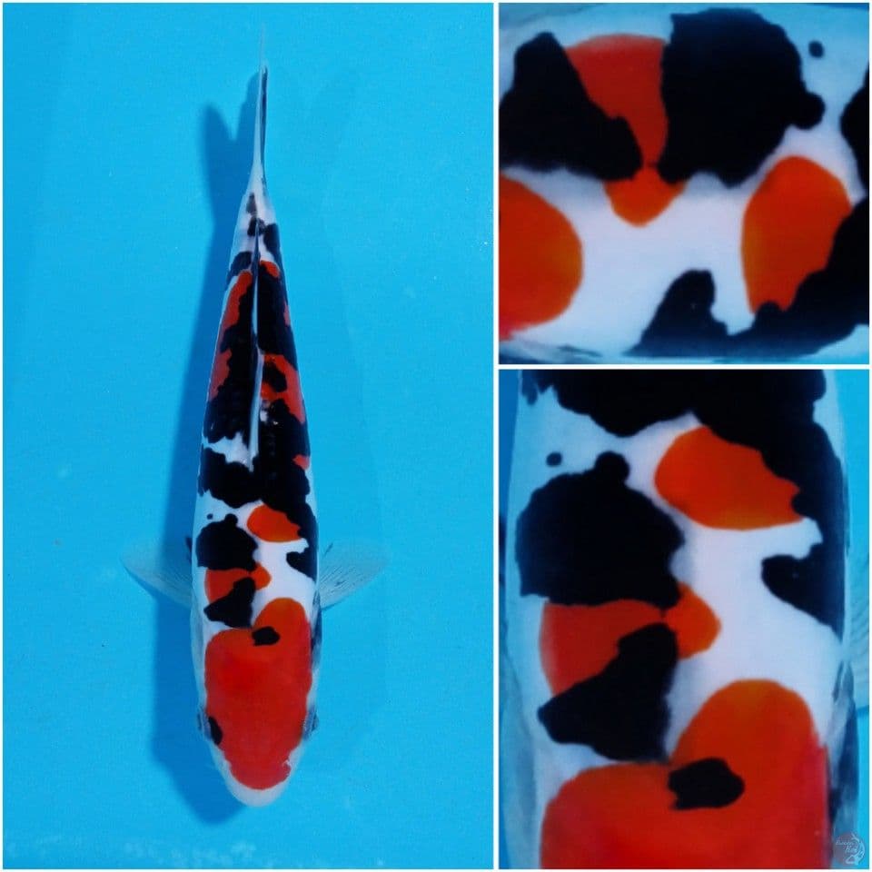 SQ PURE DOITSU ORYGINAL 20CM