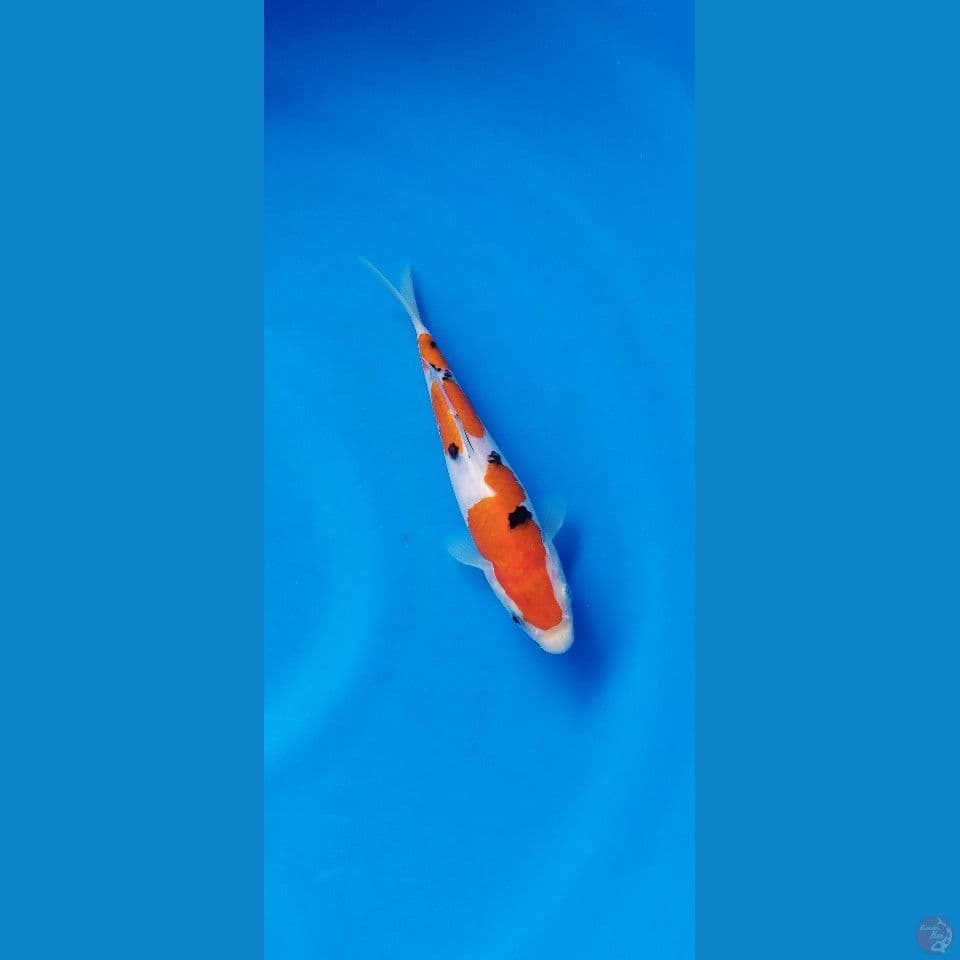 sanke tsubosumi SQ