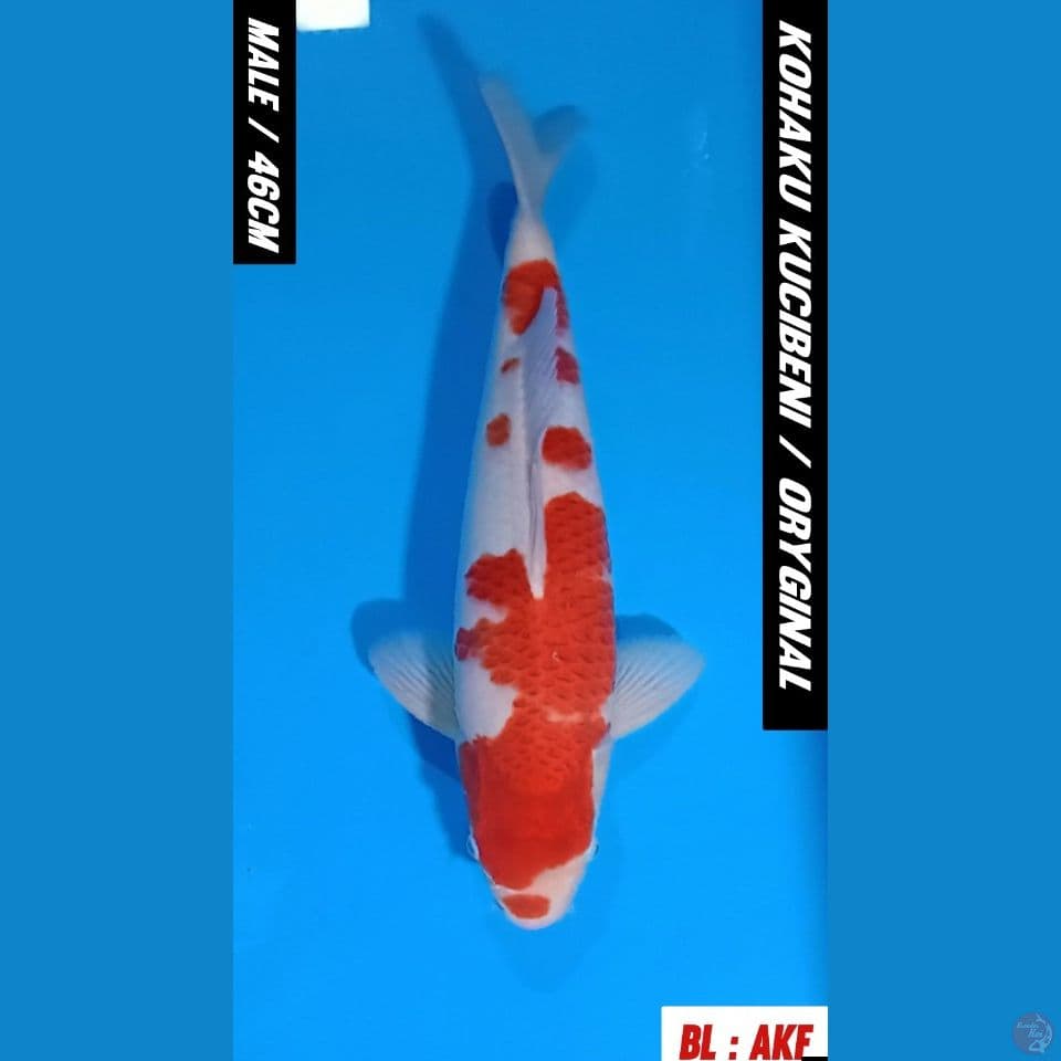MALE/46CM KOHAKU KUCIBENI ORYGINAL HIGH QUALITY