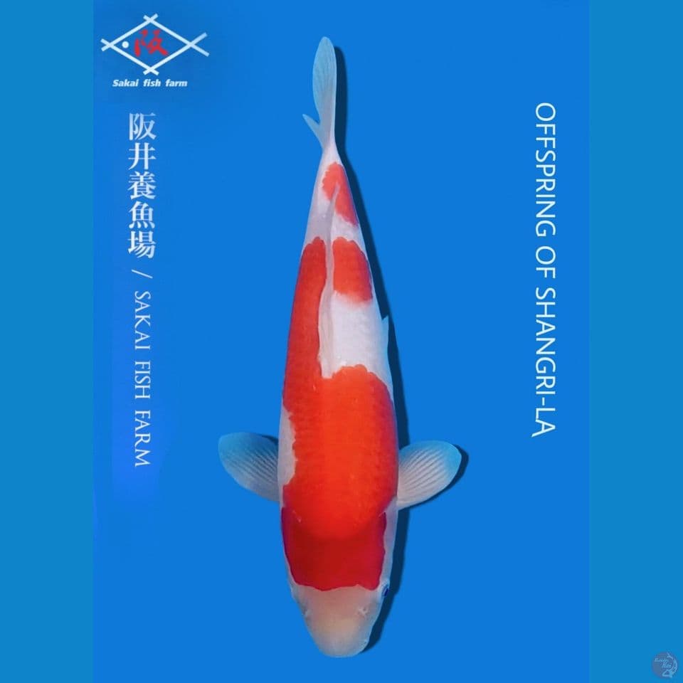 Kohaku import sakai