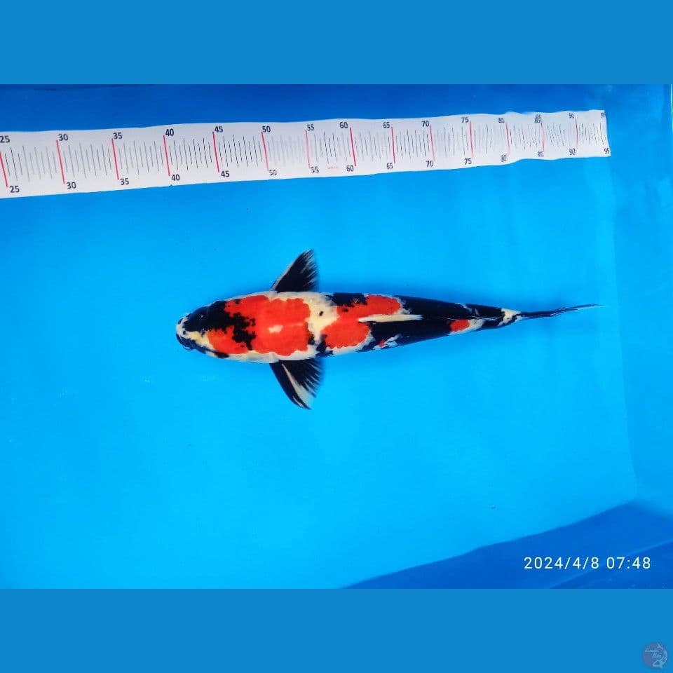 Showa jantan 40cm