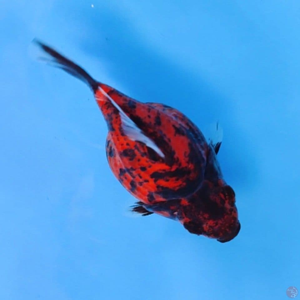 tamasaba kanoko 11cm