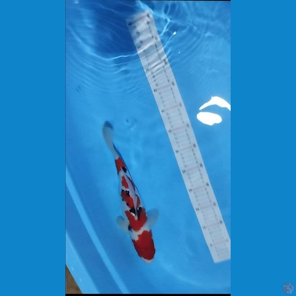 sankey sq 35 cm halus