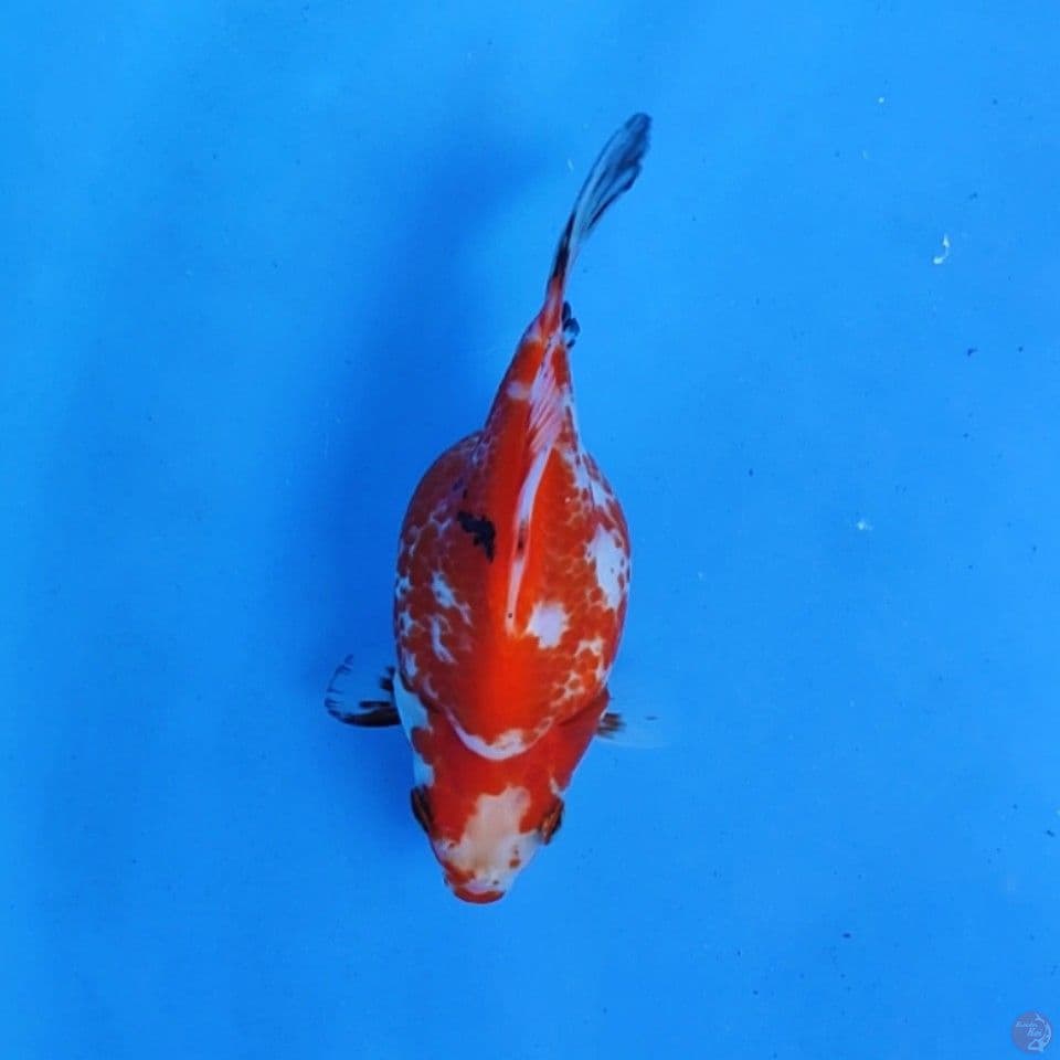 tamasaba short tail 12cm