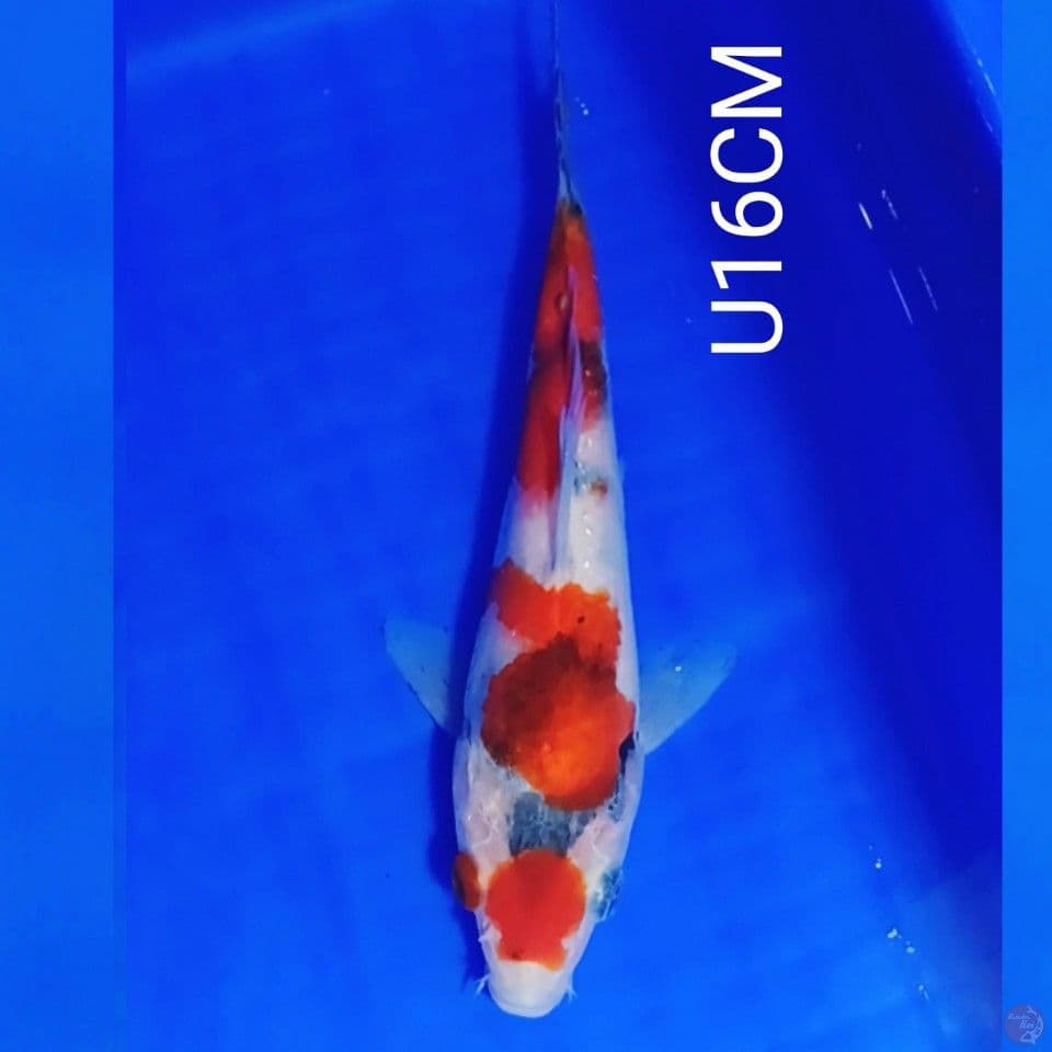 TATEGOI SHOWA U16CM