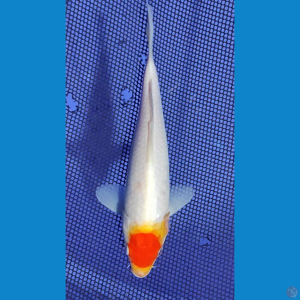 22cm
