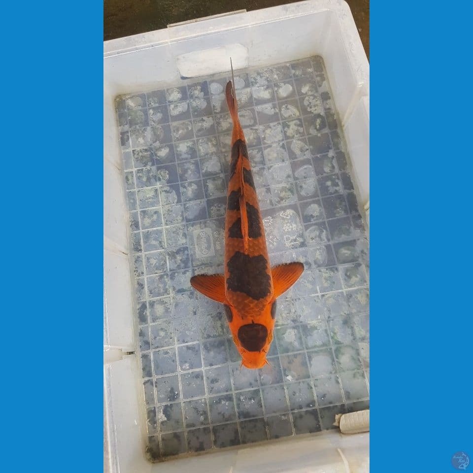 Maruten kawari 37cm dulu catting bukan tato