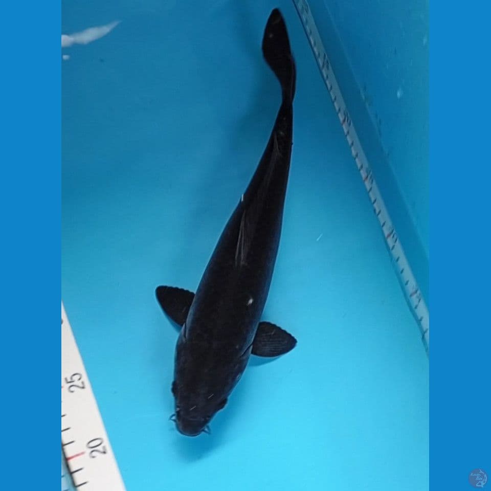 karashu 33cm