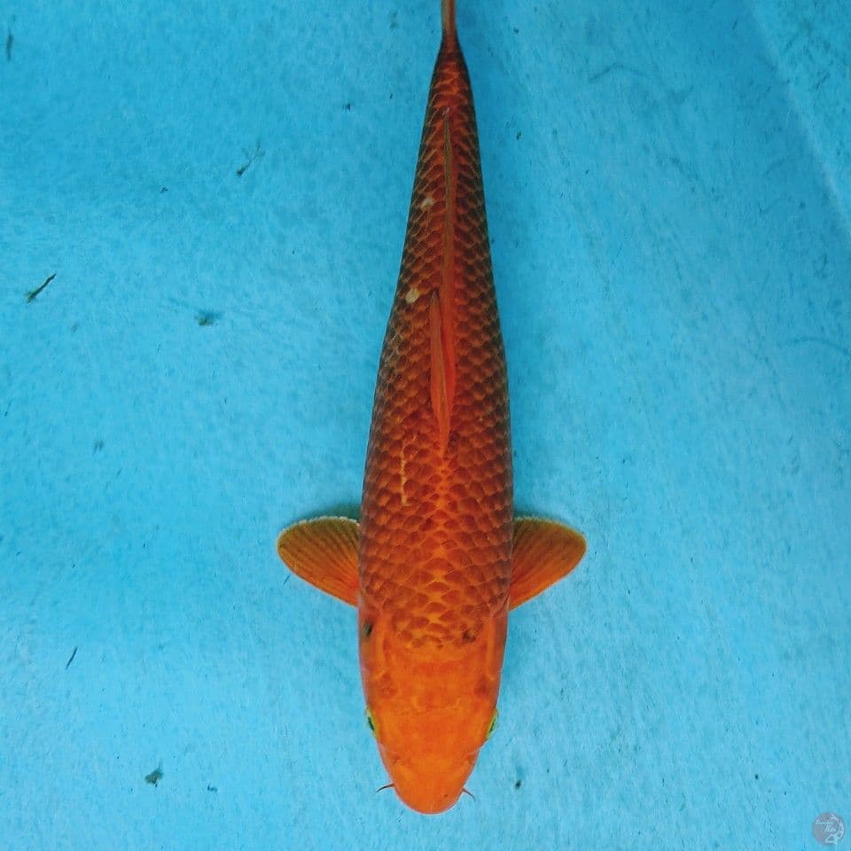 CARAMEL 30 CM