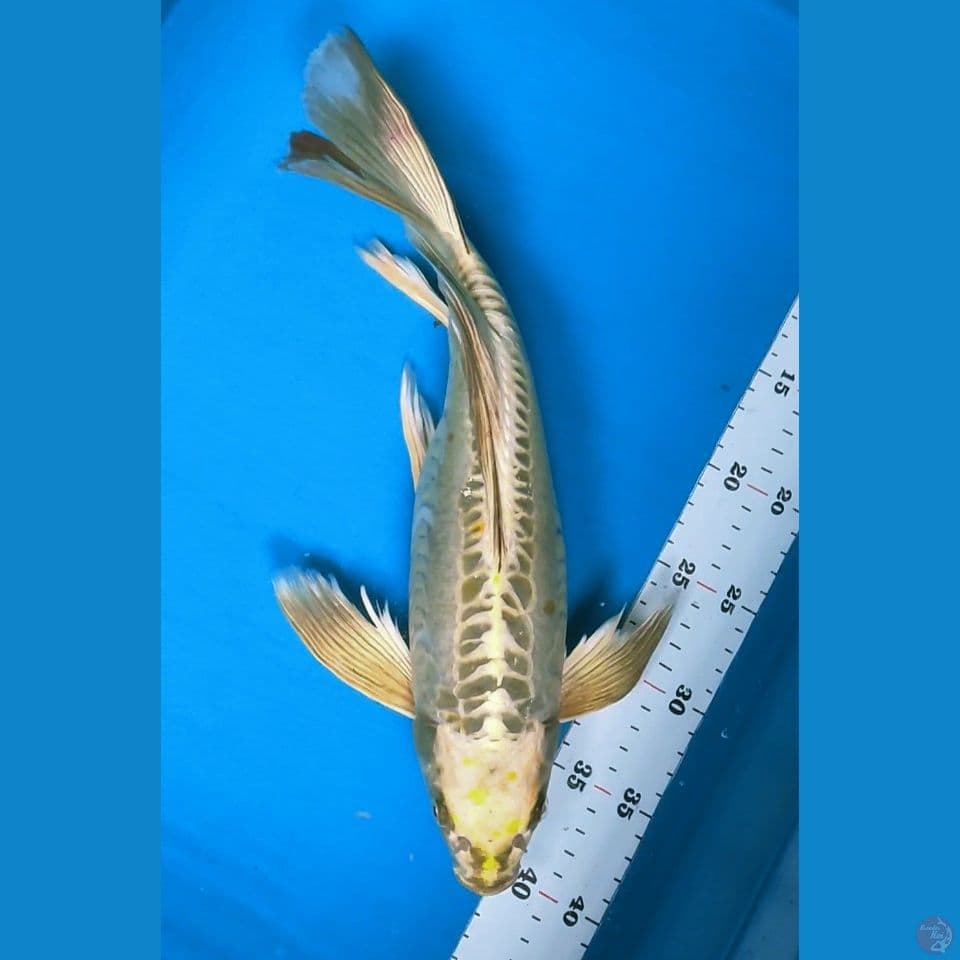Gold Kawarimono Bulky 37cm fm