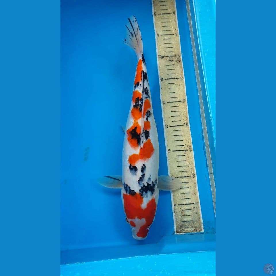 Sanke Jumb0 40Cm.