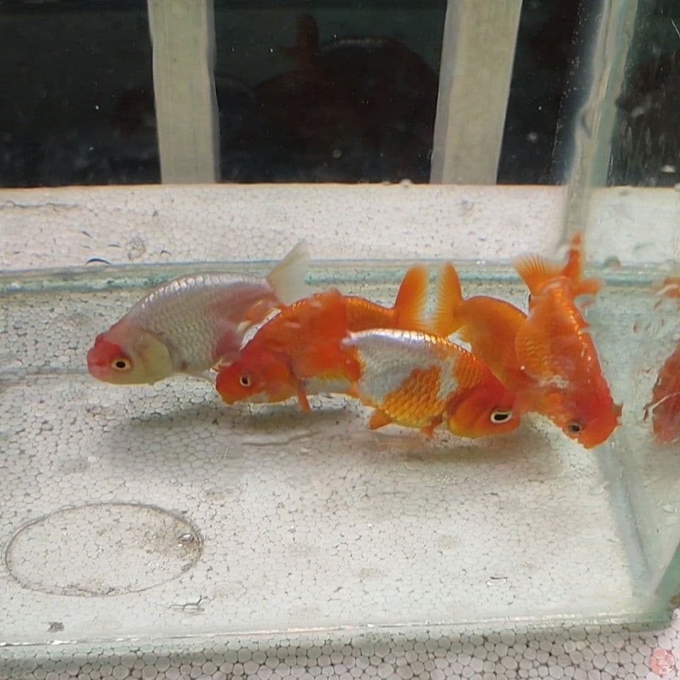 7-8cm Ranchu teman Tamasaba