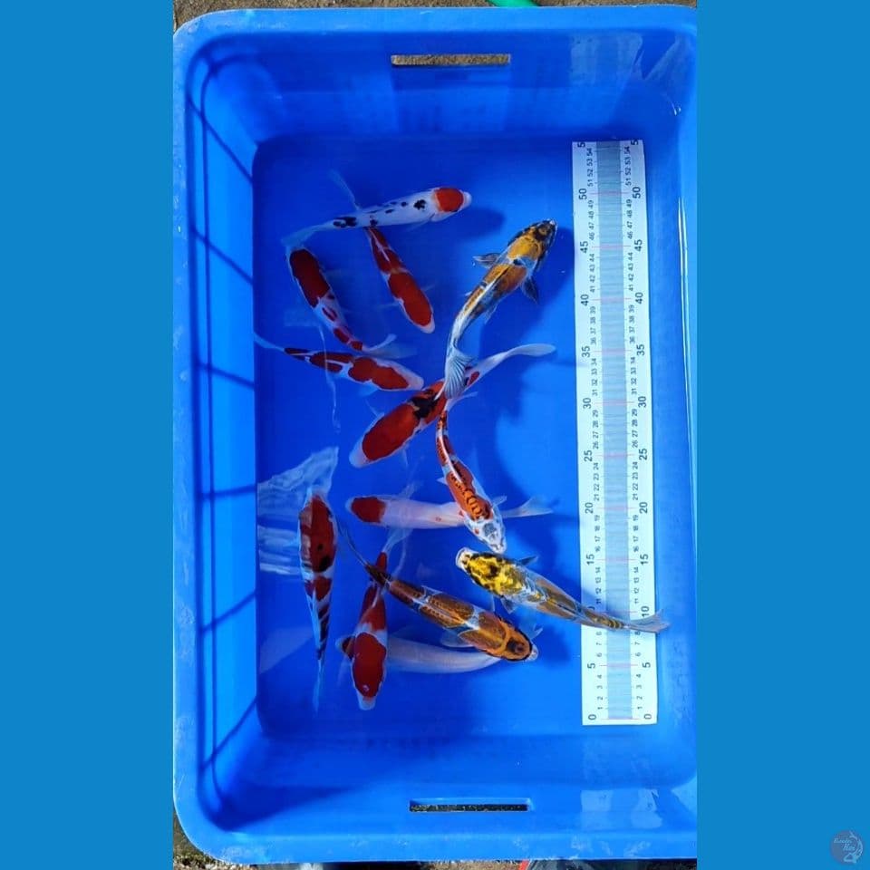 Sepesial Paket 13 ekor
