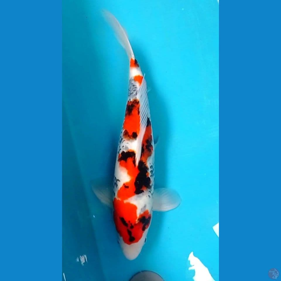 showa 43 cm.