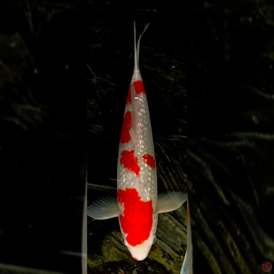 Kohaku Ginrin Male 30cm