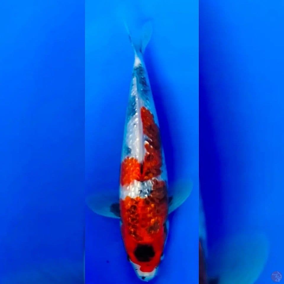 KAGE SHOWA KINGINRIN MALE 30CM