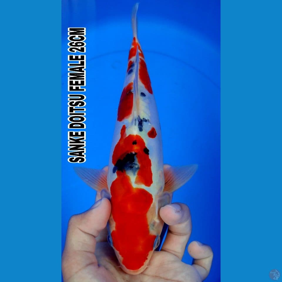 doitsu 26cm