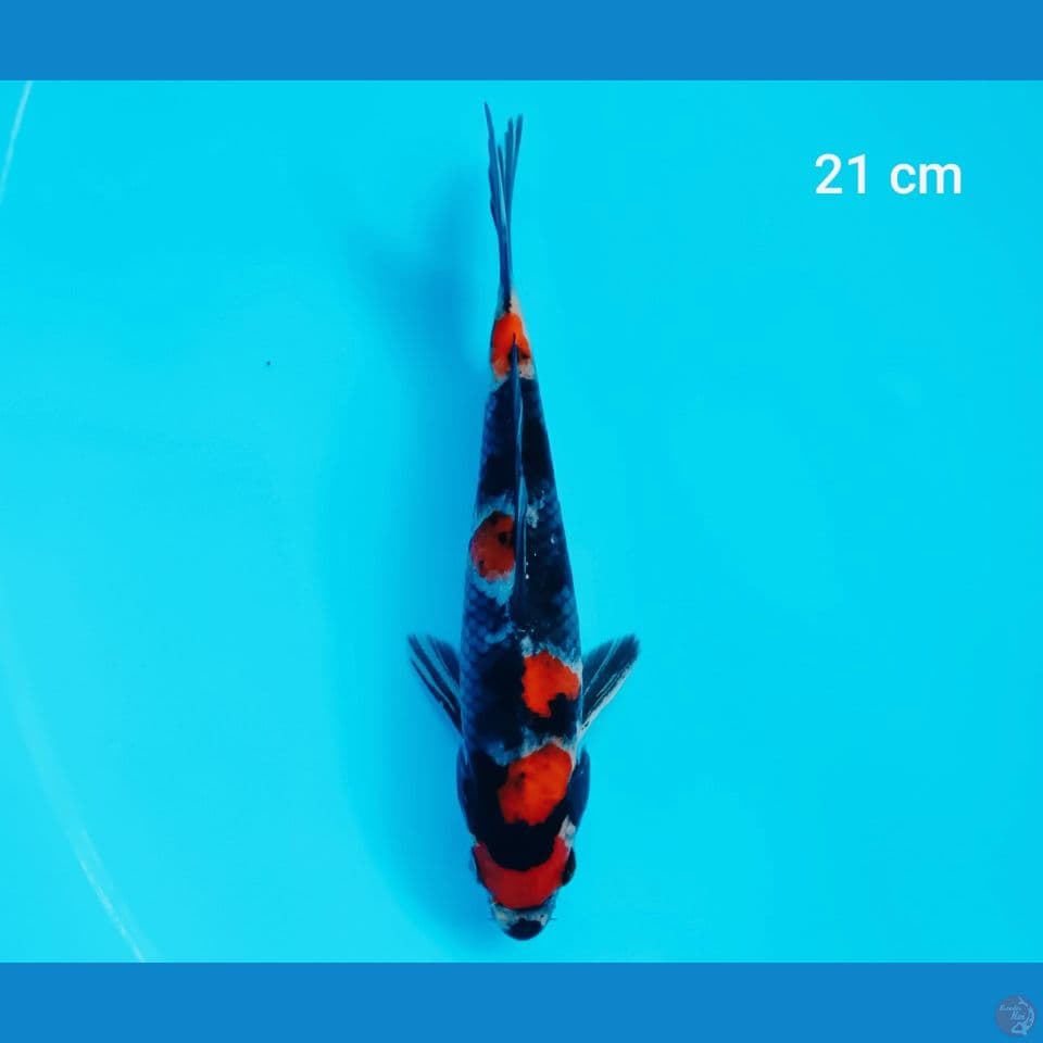 maruten showa 21 cm