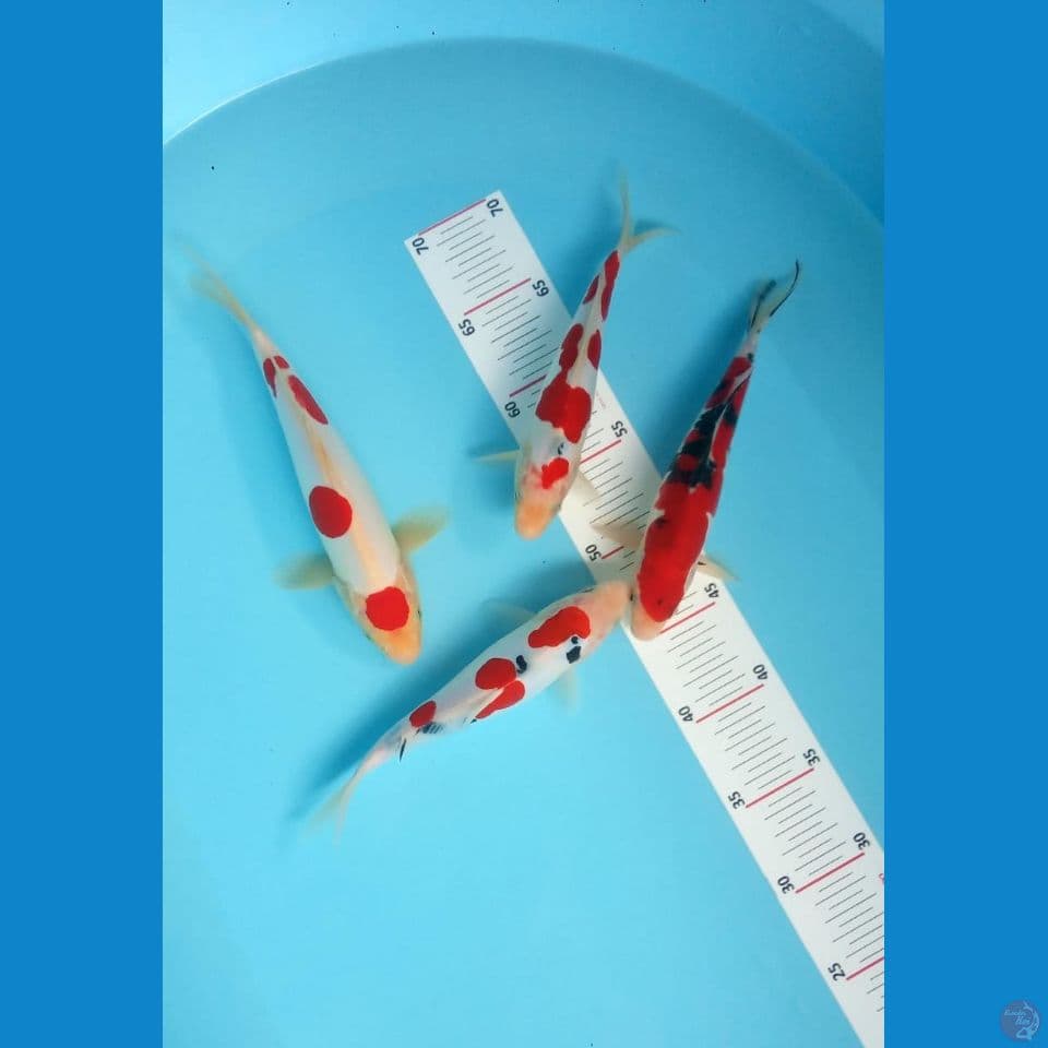 kohaku sanke doit 21-25cm