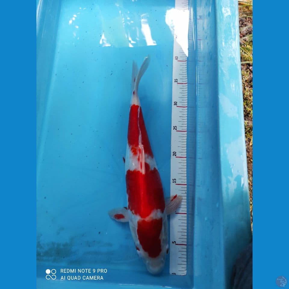 KOHAKU AKF 40cm BU