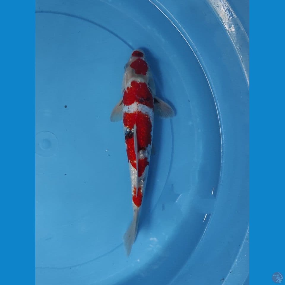 SHOWA GINRIN MERAH STRONG 28cm