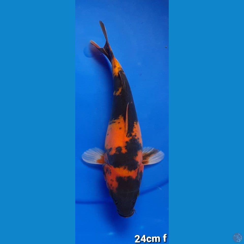 HIUTSURI DOIT SORDBODY 24cm FEMALE