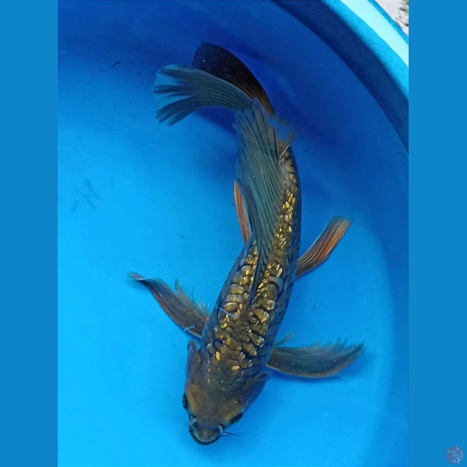 aragoke slayer 34cm