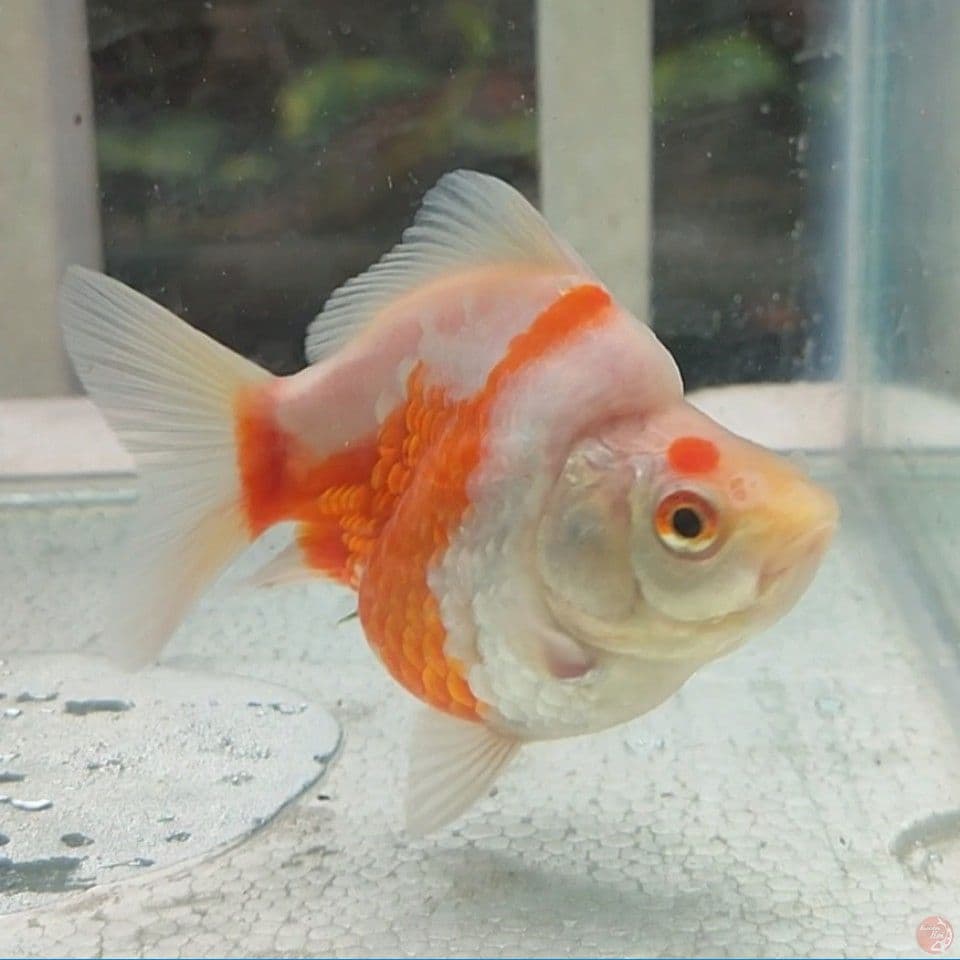 SQ Short Body Tamasaba