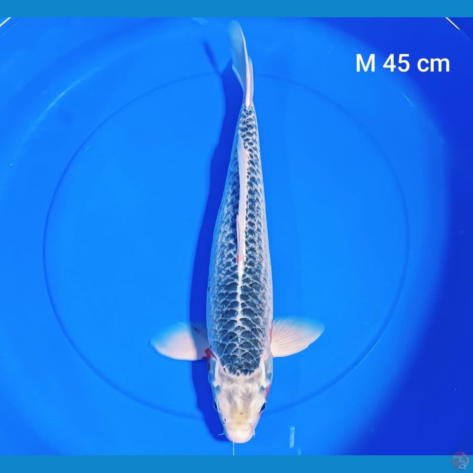 asagi male 45 cm