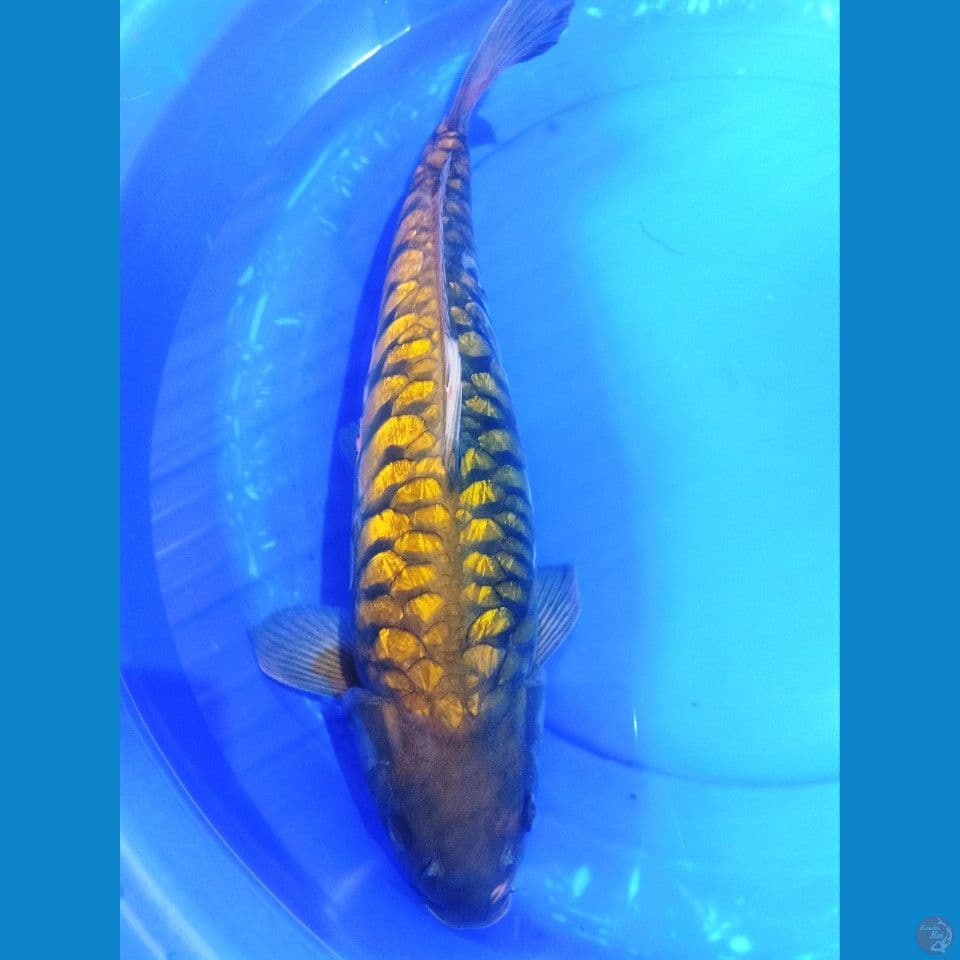 blink-blink jumbo
