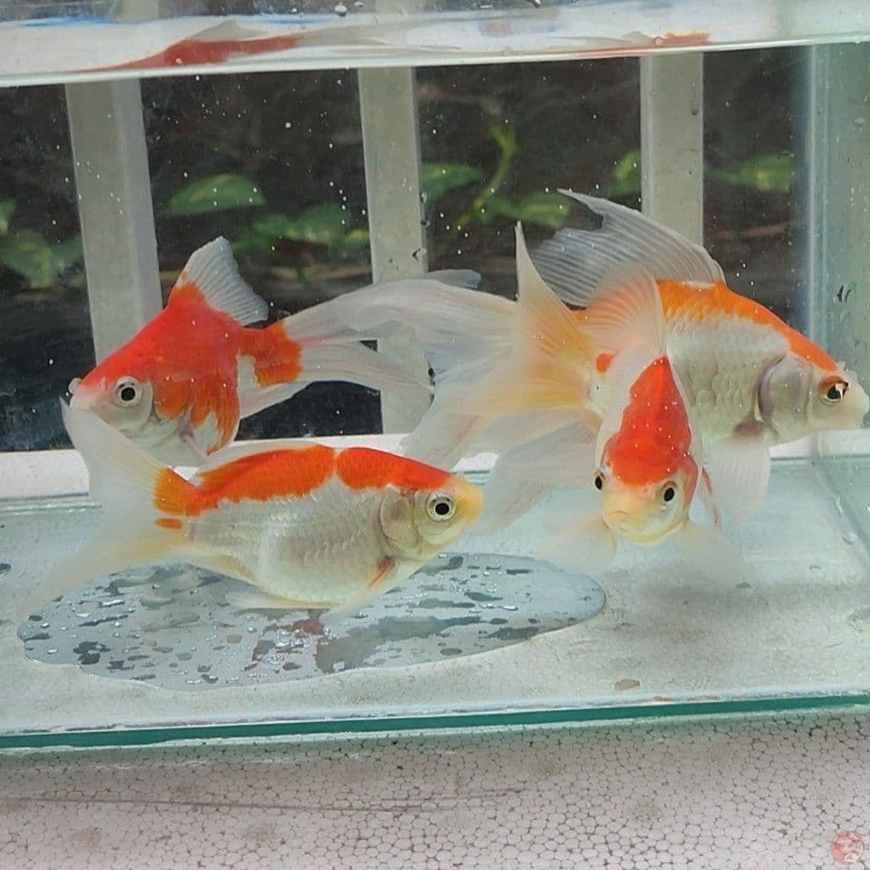 5 Ekor Tamasaba Long Tail