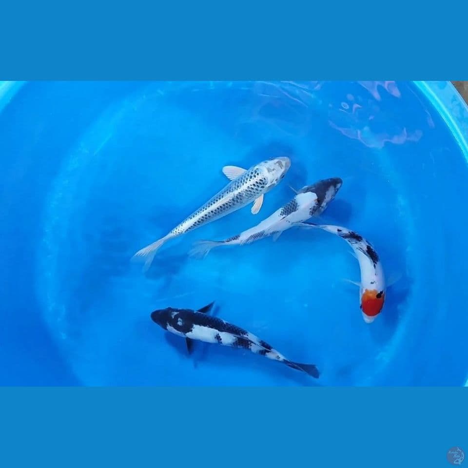 Si putih dkk 21-25 cm