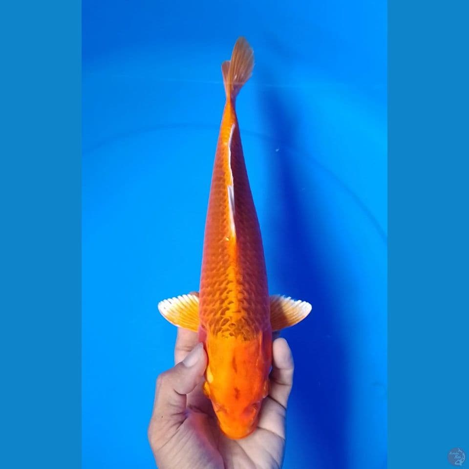 kin matsuba : 33cm.m