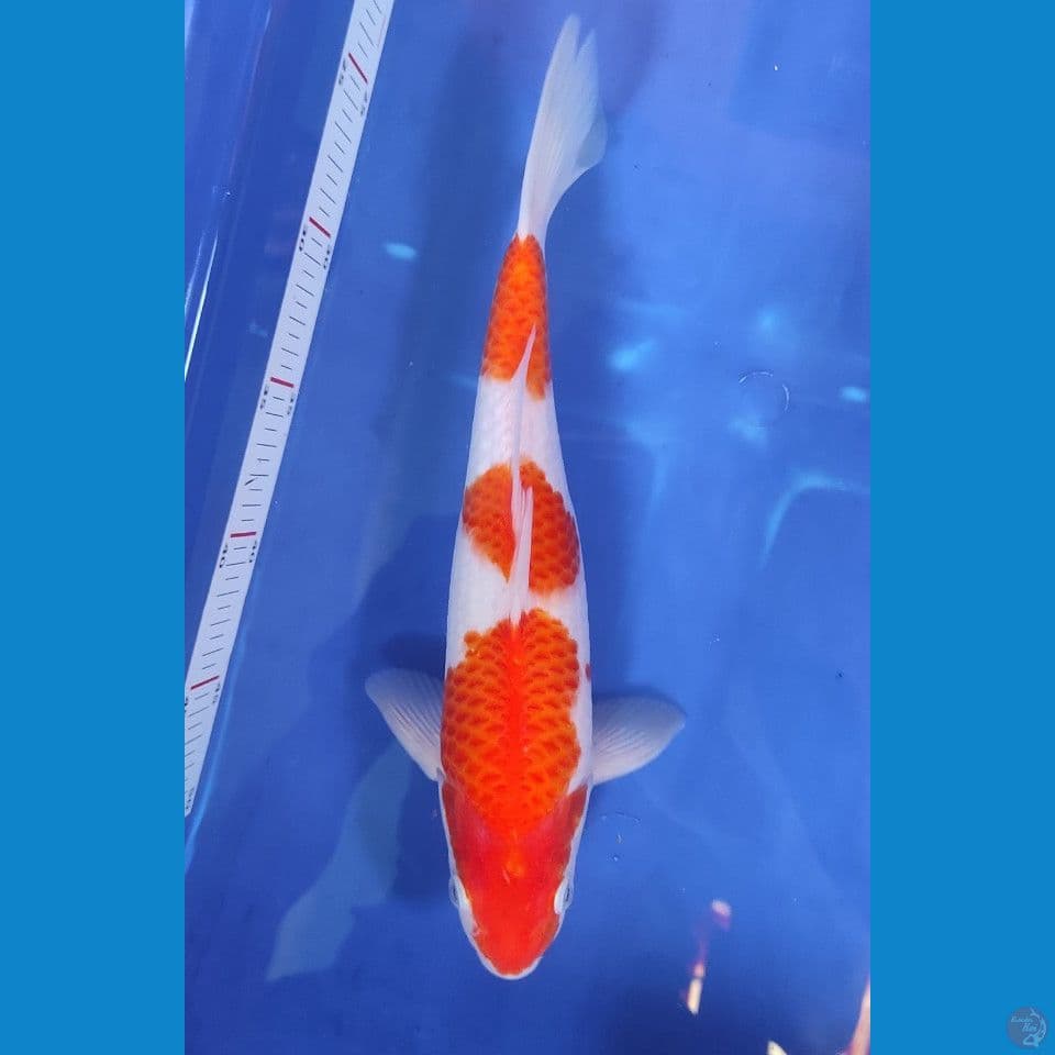 kohaku 28 cm.