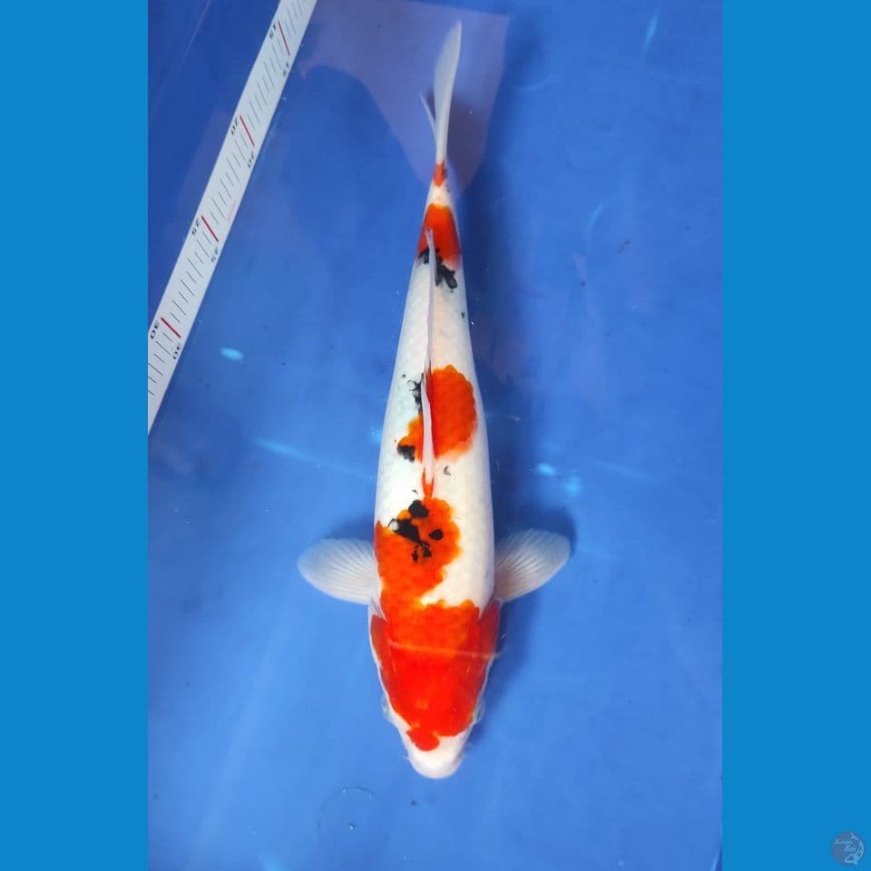 sanke 32 cm.