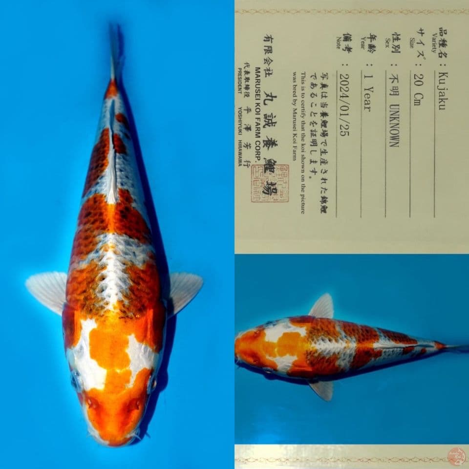 SALE OB RENDAH! MARUSEI KUJAKU HQ 31CM