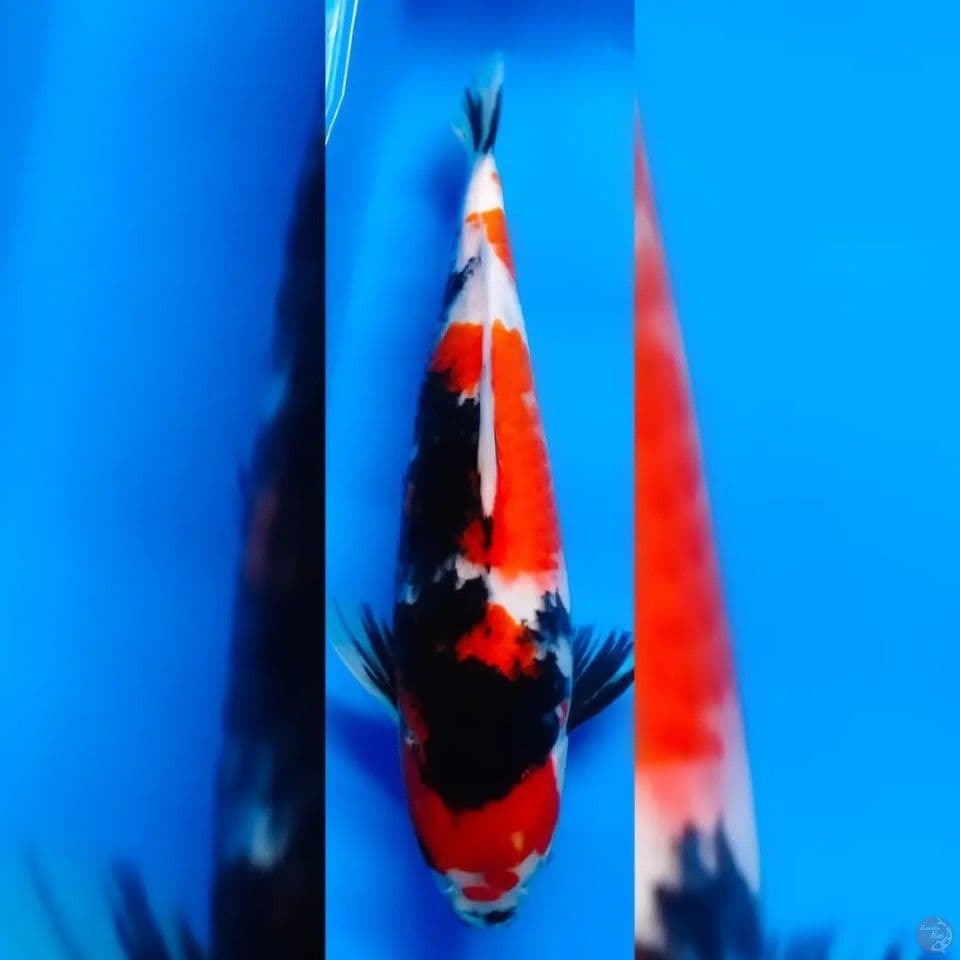 SHOWA MALE ORI 35CM