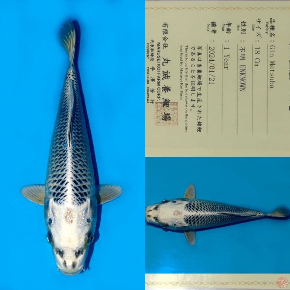 SALE OB RENDAH! MARUSEI GIN MATSUBA HQ 29CM