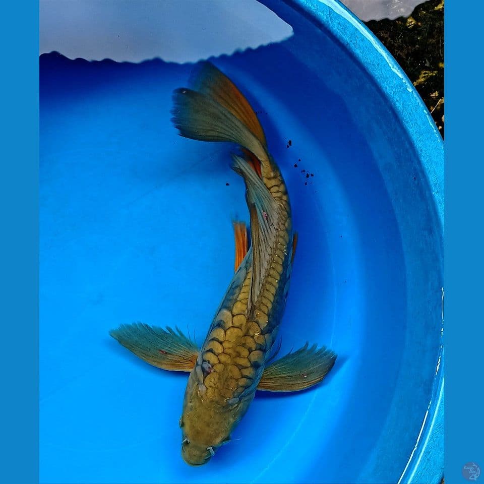 DRAGON SLAYER 38 cm