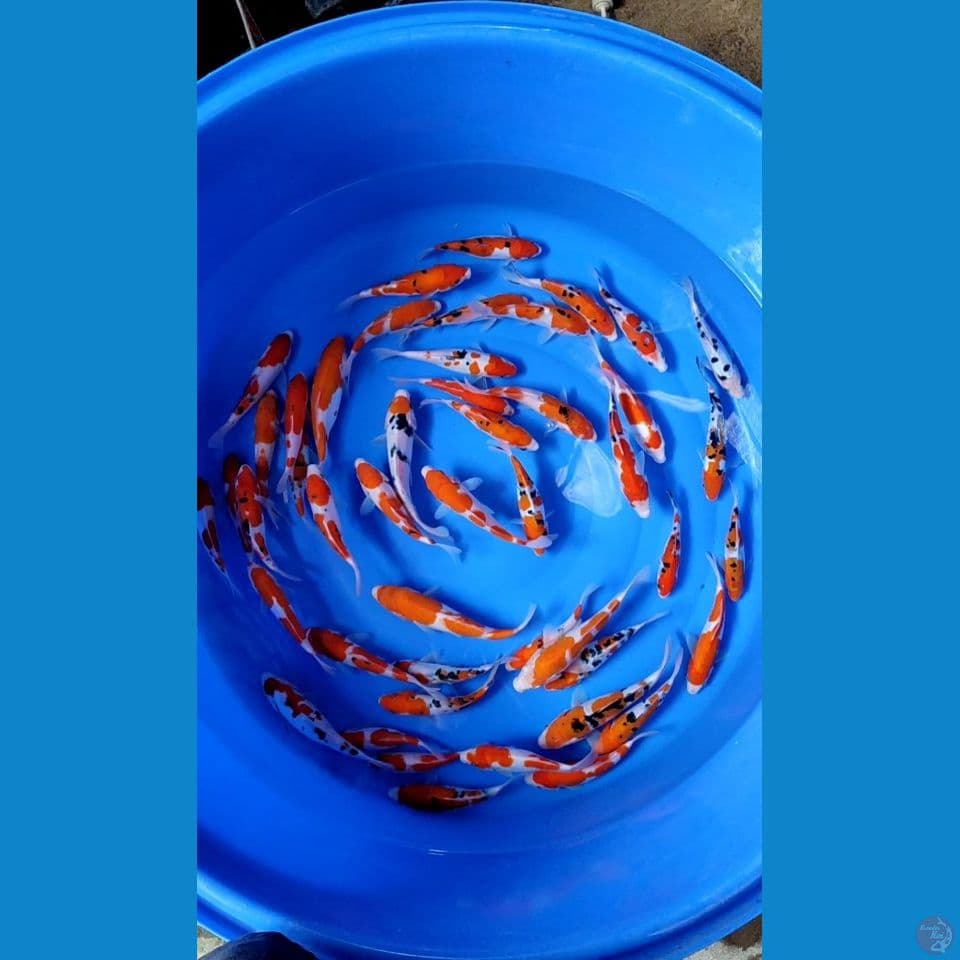 45 pcs 14 20 22 cm