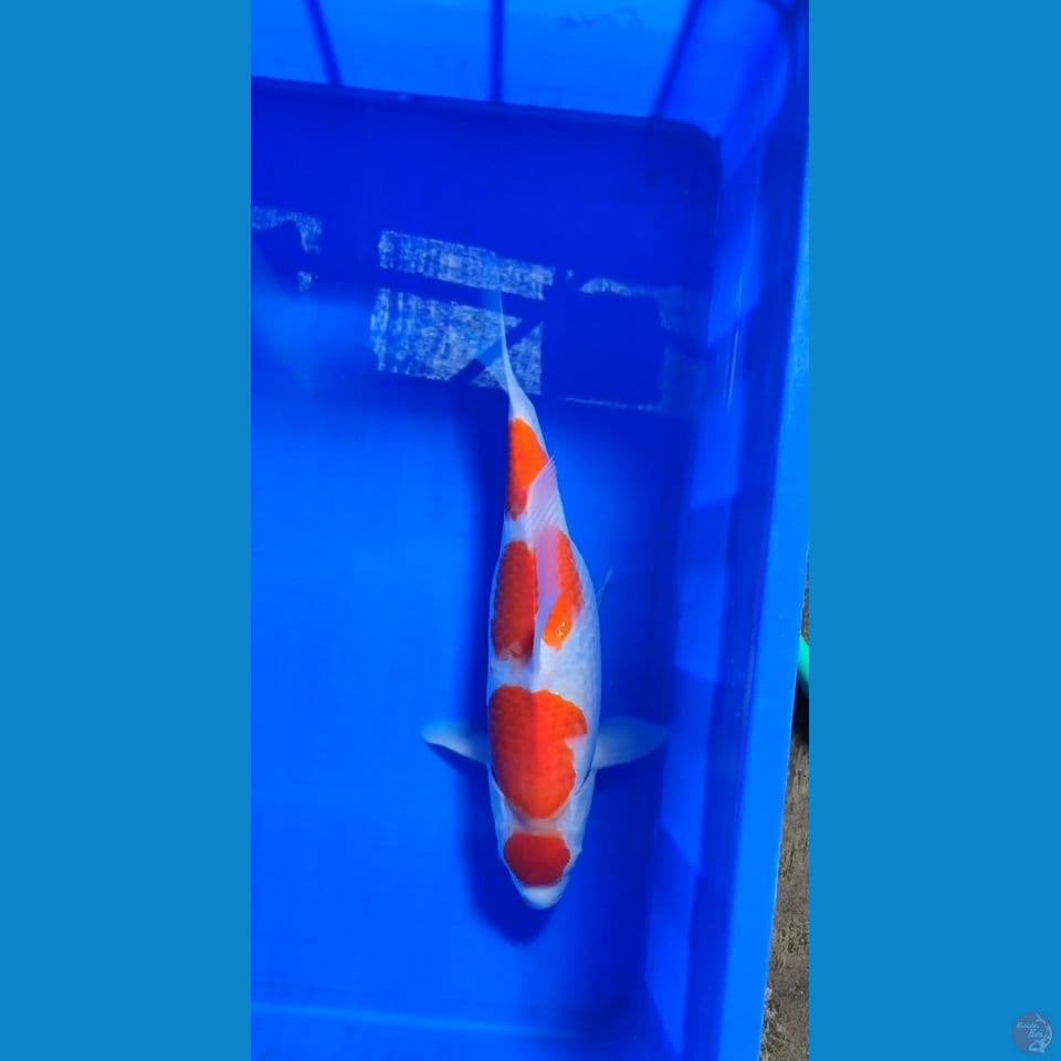 maruten Kohaku 39 cm female