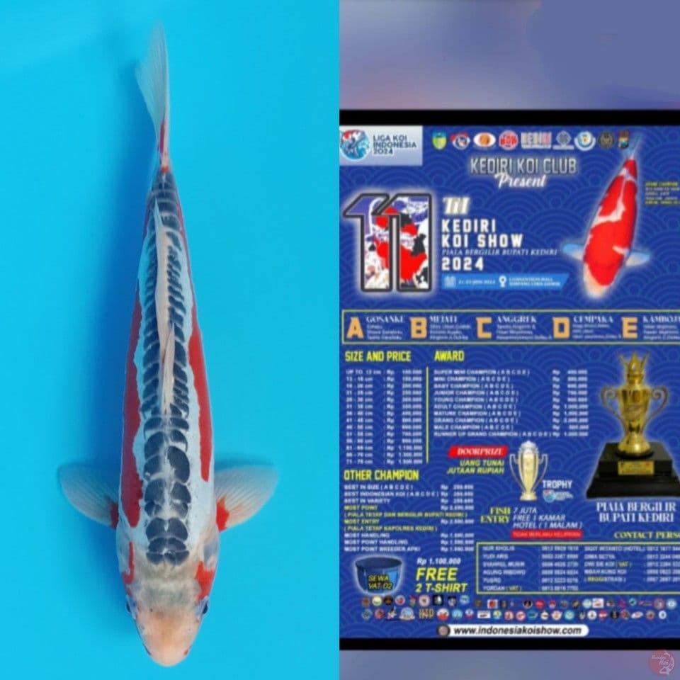 34cm