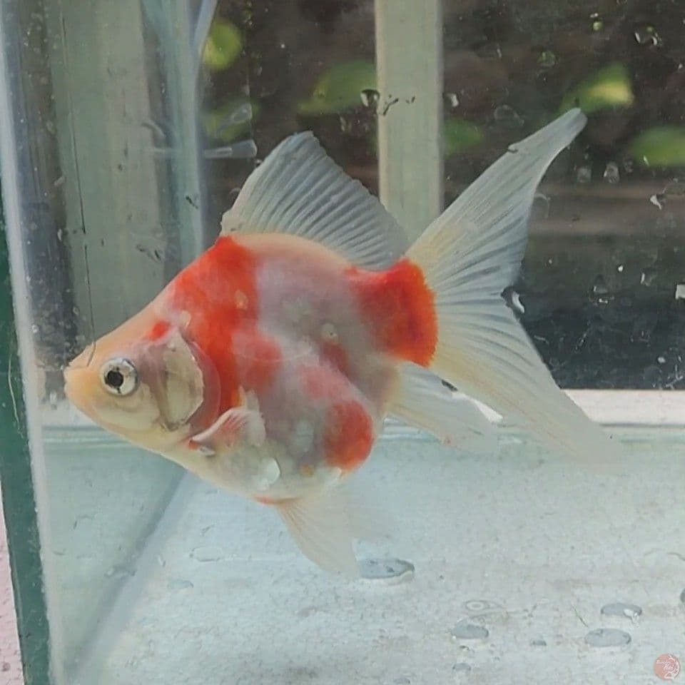 12CM Tamasaba Mantab
