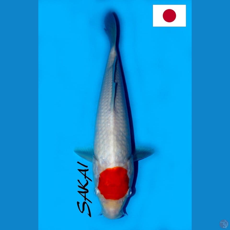 SQ SAKAI TANCHO KOHAKU 28CM