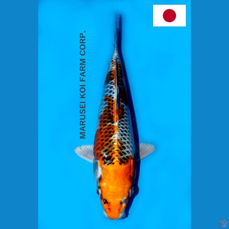 SQ MARUSEI INAZUMA KUJAKU 24CM