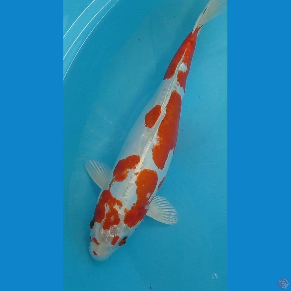 Indukan kikushui 41 cm
